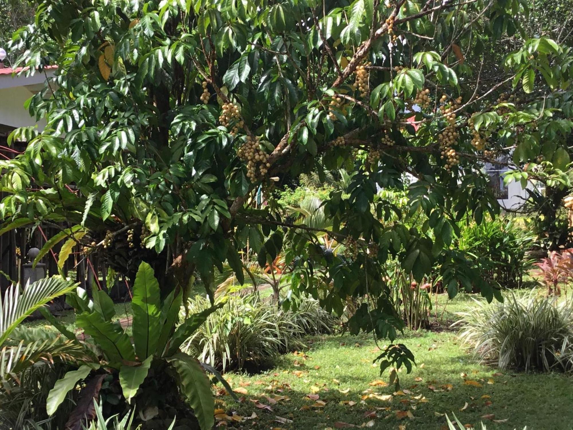 Camiguin Lanzones Resort Mambajao Luaran gambar